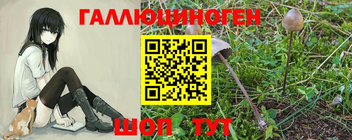 Псилоцибиновые грибы Psilocybe  Псилоцибиновые грибы GOLDEN TEACHER  Вход с VPN  Ессентуки 